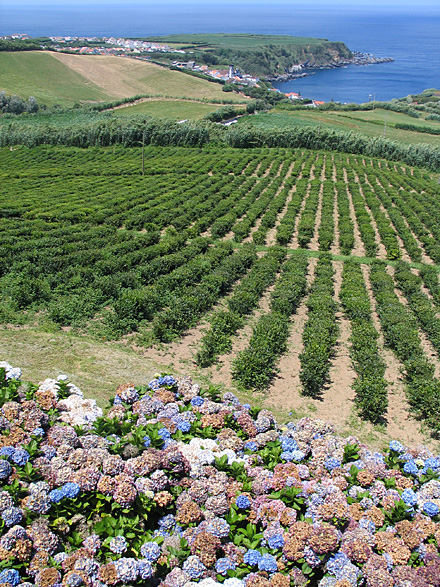 Porto Formoso tea factory