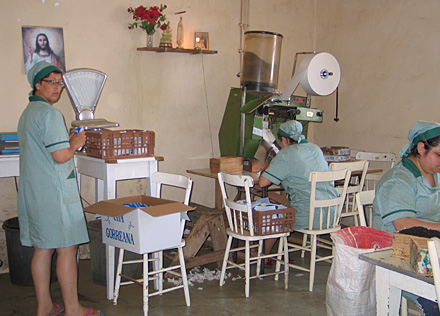 Ladies packing tea at Gorreana tea factory
