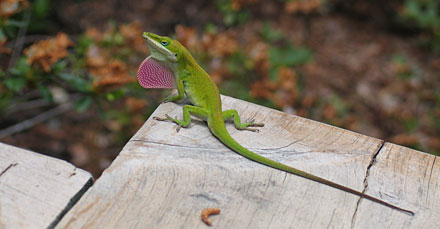 An amfibian, this one seen at Garvan Woodland Gardens