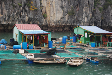 Floating village outside Cat Ba Island